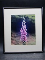 Set of 3 Framed Flower Photographs