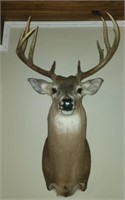10 point mounted deer head