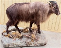 Taxidermy Full Mount Tibetan Goat on Wheeled Base