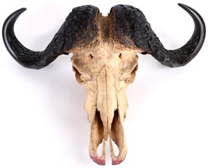 AFRICAN CAPE BUFFALO WITH HAND CARVED HORNS