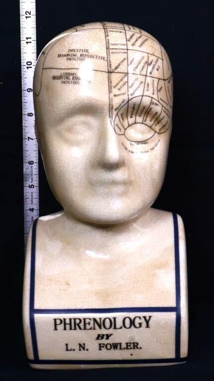 11in phrenology head