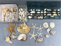 Seashells & Starfishes Lot Collection