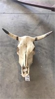 Cow skull, 20.5” spread tip tip to tip