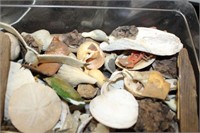 SELECTION OF DRIFTWOOD, SHELLS AND MORE