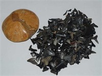 Sea Urchin Fossil and Fossilized Shark Teeth