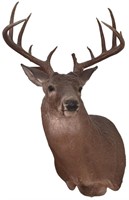 Deer Bust Trophy Mount