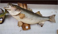 Striper Taxidermy