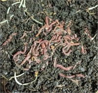 1LB Red Wiggler Composting Worms