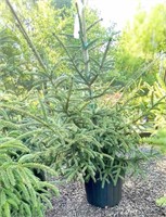 (5) Oriental Spruce - 3 gallon