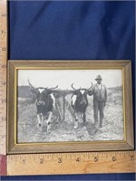 Vintage B&W Photo man with steer farming