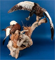 Taxidermy Full Mount Ducks on Driftwood