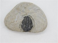 TRILOBITE ON MATRIX ROCK STONE LAPIDARY SPECIMEN