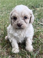 Female#3-Cockapoo Puppy-Born April 28, 2024