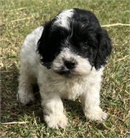 Male-Cockapoo Puppy-Born April 28, 2024