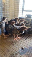 4 weeks old partridge chicks