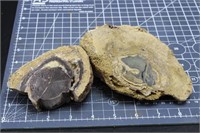 Eden Valley Petrified Wood, 2lbs 2oz