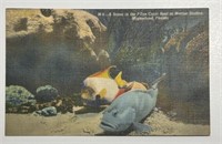 Vintage PPC Postcard Grouper & Queen Angel Fish!