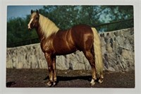 Vintage RPPC Postcard A Western Thoroughbred!