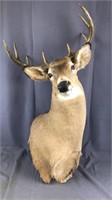 8pt Deer Mount