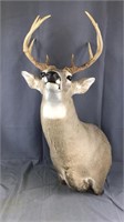 10lb Deer Mount Scores 130in 2018 Harvest