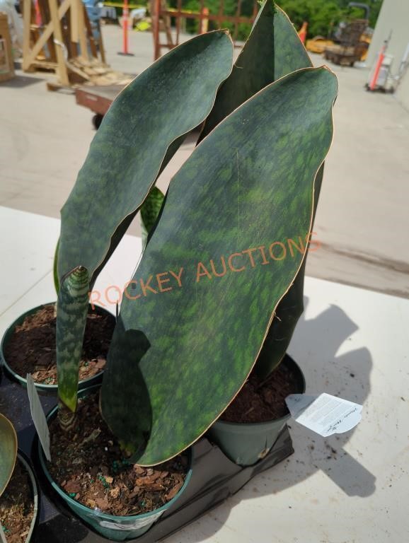 527-Plants, Trees, Shrubs and Home Improve Online Auction