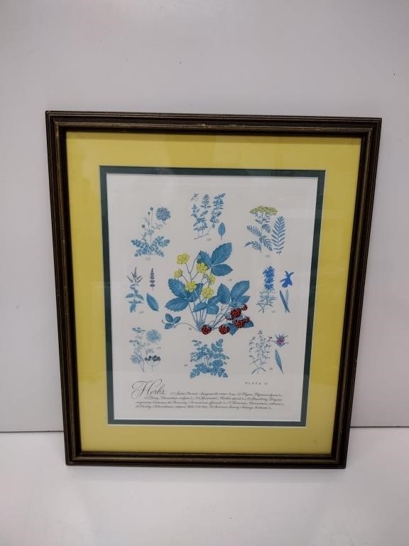 Vintage Framed Herbs Engraving