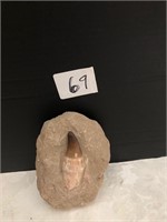 Claw / Tooth Fossil