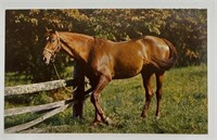 Vintage RPPC Postcard Scenic Art Beautiful Horse!