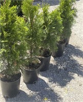 5 Emerald green Arborvitae 1gal Foliage 18' to 24"