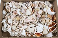 Flat of Assorted Seashells