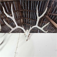 5 x 5 Muledeer European Mount