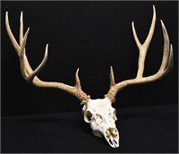 Trophy Mule Deer Rack / Antlers