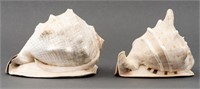 Large Cassis Seashells, 2