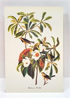 Bird Print Bachman's Warbler John J. Audubon