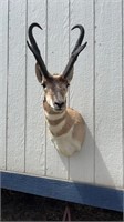 Antelope Pronghorn   Mount