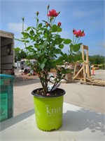 Pink Rose Bush