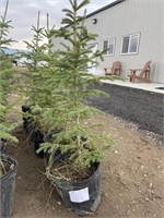 6- 3'-4' Potted Spruce Trees - Each - Strath