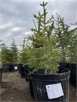 7 - 2'-3' Potted Spruce Trees - Each - Strath