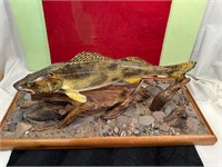 **SAVGER WALLEYE TAXIDERMY IN GLASS CASE