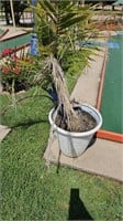 Palm tree and pot
