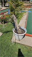 Palm tree and pot