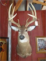 9 Point Buck Whitetail Deer Mount