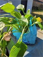 Hosta Plant