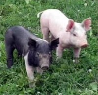 (2) Feeder Pigs