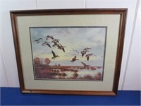 *Framed Landing Canadian Geese Print by Maass