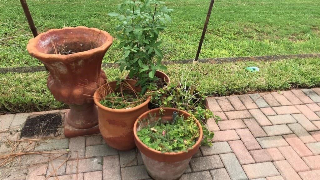 4 Terracotta Pots, 1 Plastic With Plants