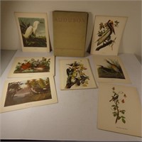 Audubon Book 50 prints