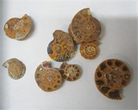 Ammonites Various Sizes 8pc lot