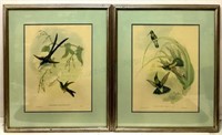(2pc) Vintage Gould Bird Lithographs