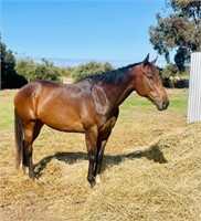 (SA) VELA - THOROUGHBRED GELDING